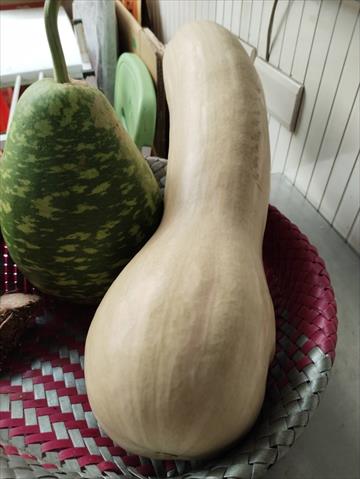 南瓜(金瓜) 產品圖片（圖片編號 994513）