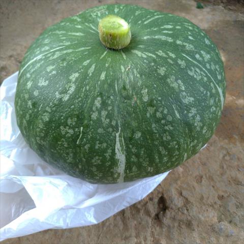 南瓜(金瓜) 產品圖片（圖片編號 994514）