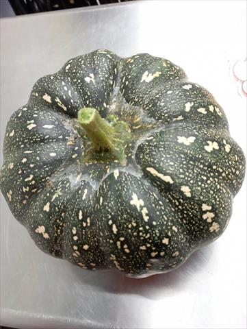 南瓜(金瓜) 產品圖片（圖片編號 994515）