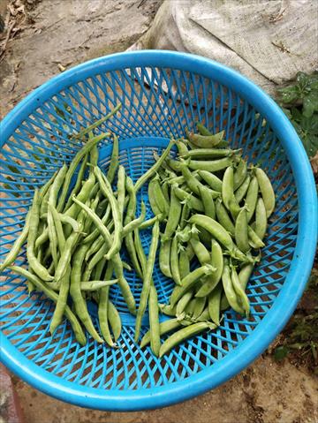 豌豆 產品圖片（圖片編號 994518）