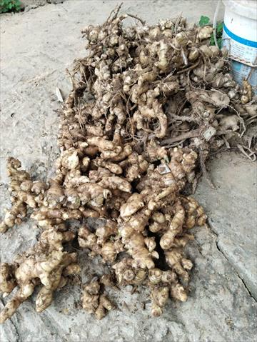 薑 產品圖片（圖片編號 994519）