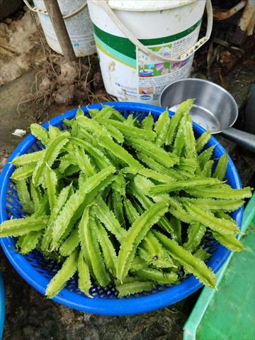 翼豆 產品圖片（圖片編號 994520）