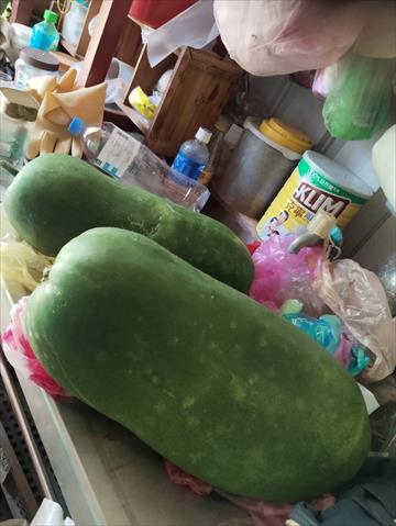 冬瓜 產品圖片（圖片編號 994522）