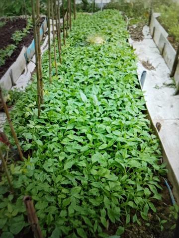 莧菜(刺莧菜) 產品圖片（圖片編號 994523）