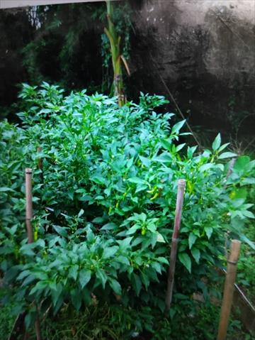 辣椒 產品圖片（圖片編號 994525）