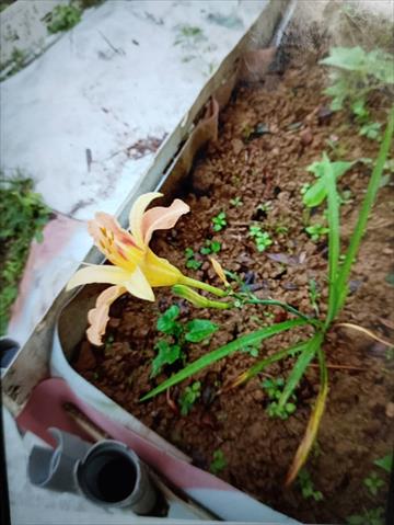 金針 產品圖片（圖片編號 994527）