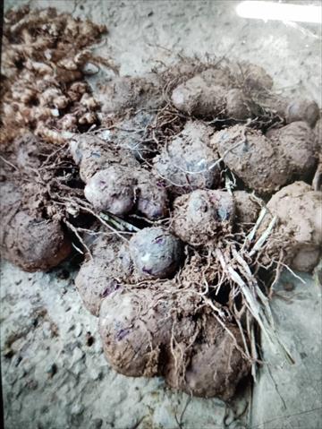 山藥 產品圖片（圖片編號 994529）