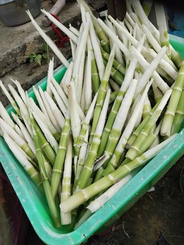 竹筍 產品圖片（產品編號 707678）