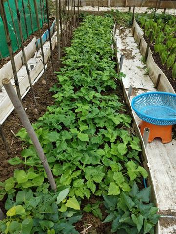 芹菜(西洋芹) 產品圖片（圖片編號 994531）