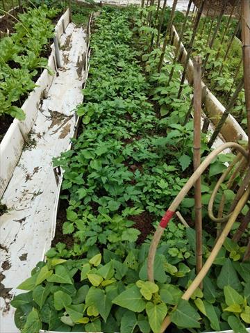珍珠菜(角菜) 產品圖片（圖片編號 994532）