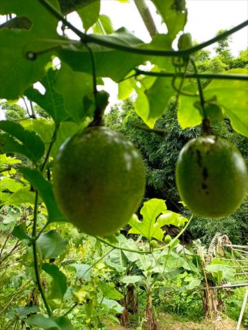 百香果 產品圖片（圖片編號 994535）