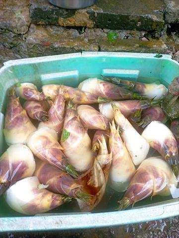 竹筍 產品圖片（圖片編號 994536）