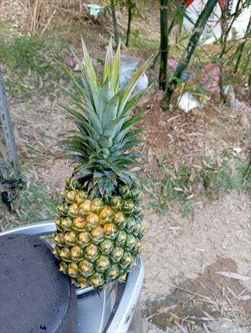鳳梨 產品圖片（圖片編號 994537）