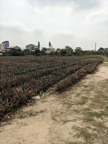鳳梨 產品圖片（產品編號 708413）