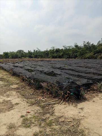 鳳梨 產品圖片（圖片編號 995347）