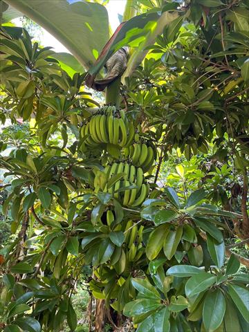 香蕉 產品圖片（圖片編號 995426）