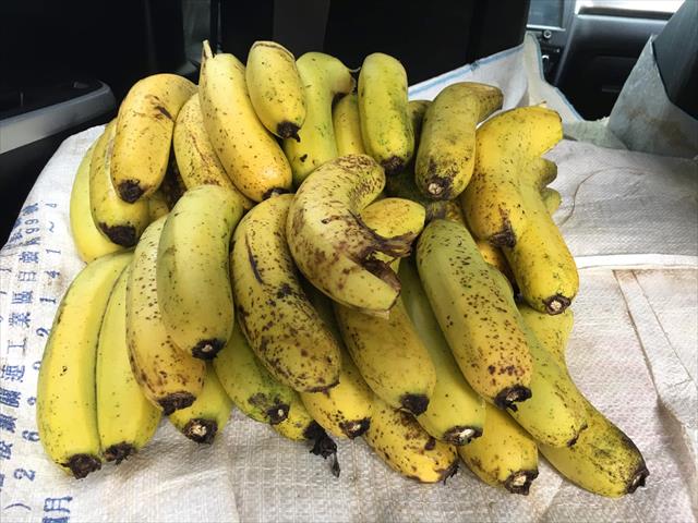 香蕉 產品圖片（圖片編號 995427）