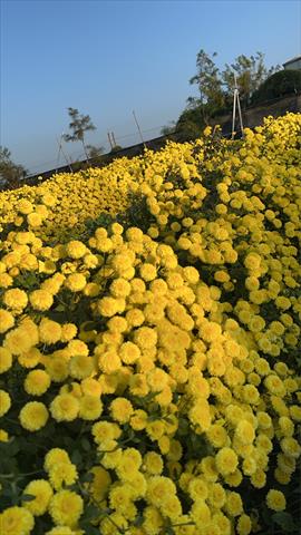 食用花卉-杭菊 產品圖片（產品編號 708481）