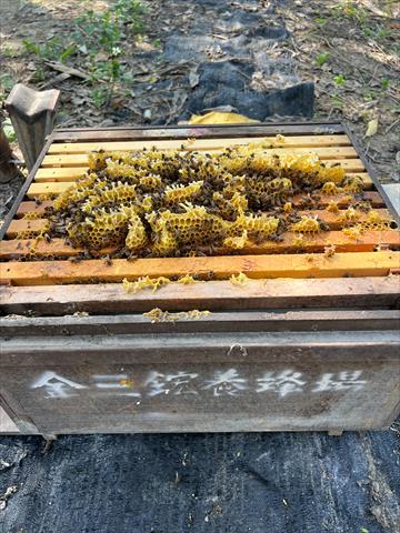 蜂產品-蜂蜜 產品圖片（產品編號 708612）