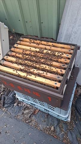蜂產品-蜂蜜 產品圖片（產品編號 708613）