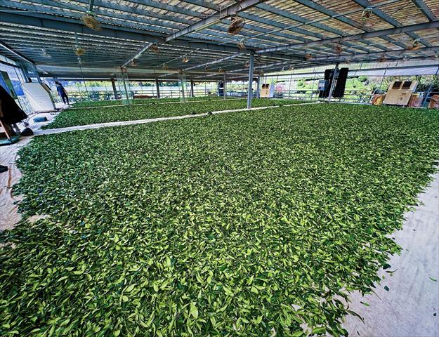 茶製品-茶 產品圖片（圖片編號 996613）