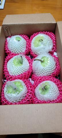 番石榴(芭樂) 產品圖片（圖片編號 996643）