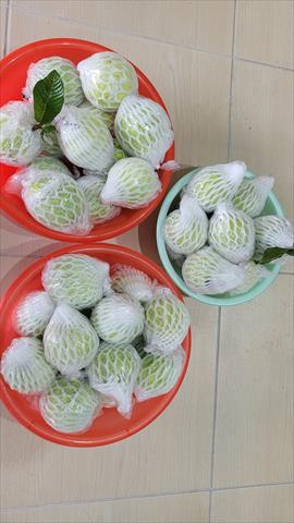 番石榴(芭樂) 產品圖片（產品編號 708975）