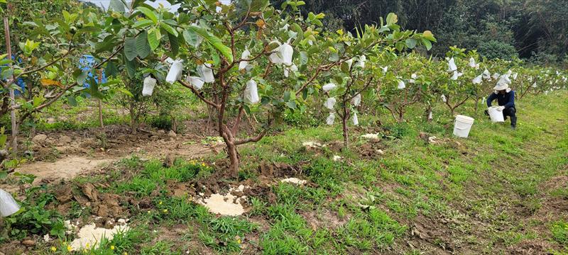 番石榴(芭樂) 產品圖片（圖片編號 996645）