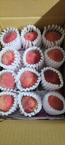 甜桃 產品圖片（產品編號 708976）