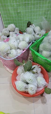番石榴(芭樂) 產品圖片（圖片編號 996650）