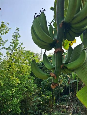 香蕉 產品圖片（圖片編號 996729）