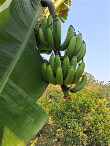 香蕉 產品圖片（圖片編號 996730）
