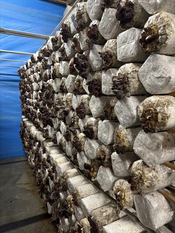 黑木耳(毛木耳) 產品圖片（產品編號 709310）