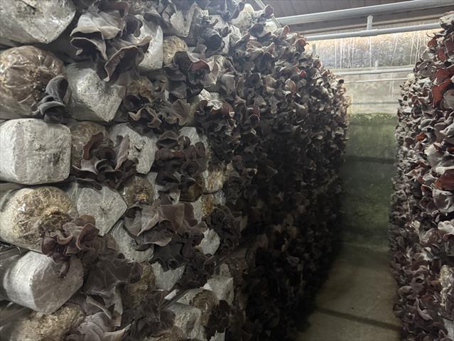 黑木耳(毛木耳) 產品圖片（圖片編號 996735）