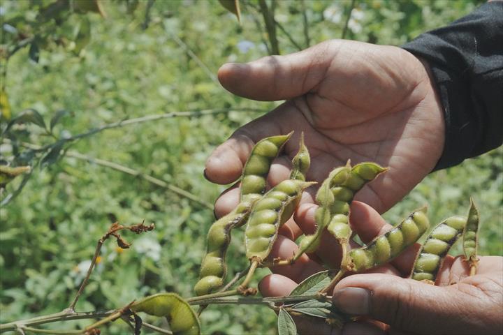 樹豆 產品圖片（圖片編號 996787）