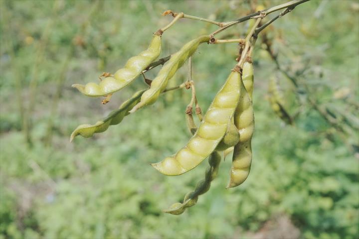樹豆 產品圖片（圖片編號 996788）