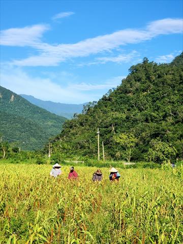 小米 產品圖片（圖片編號 996792）