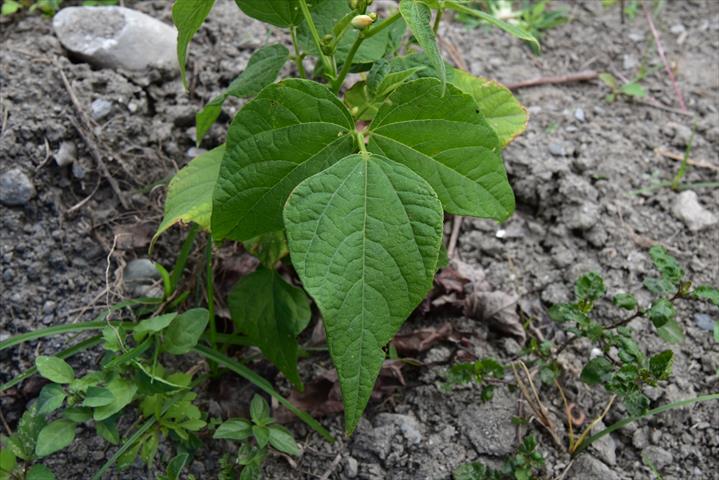 花豆 產品圖片（圖片編號 996793）