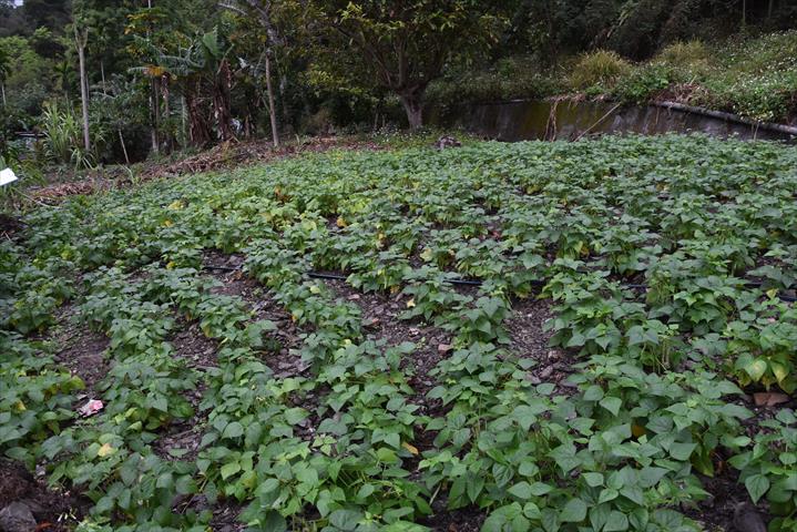 四季豆(菜豆) 產品圖片（圖片編號 996796）