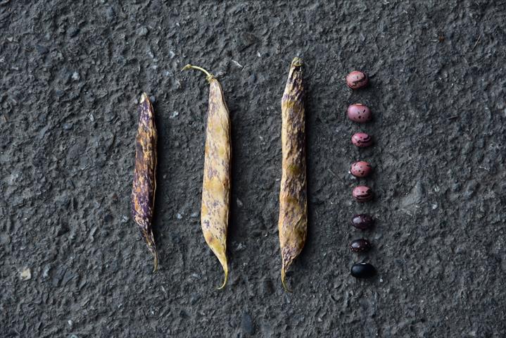 四季豆(菜豆) 產品圖片（圖片編號 996797）