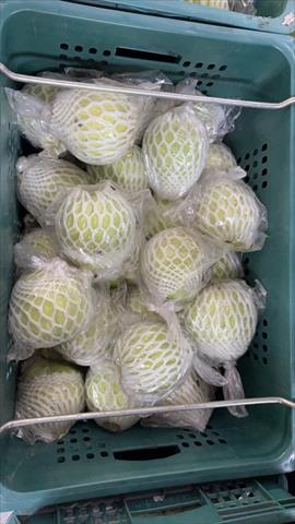 番石榴(芭樂) 產品圖片（產品編號 709774）