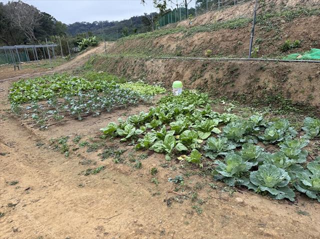 青花菜 產品圖片（產品編號 709861）