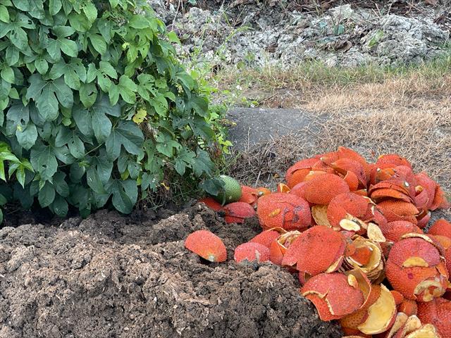 木鱉果乾 產品圖片（圖片編號 997439）