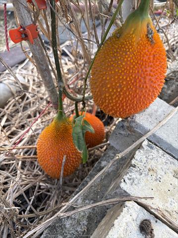 木鱉果乾 產品圖片（圖片編號 997440）