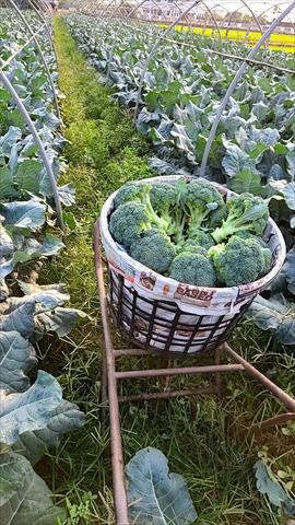 青花菜 產品圖片（產品編號 705073）
