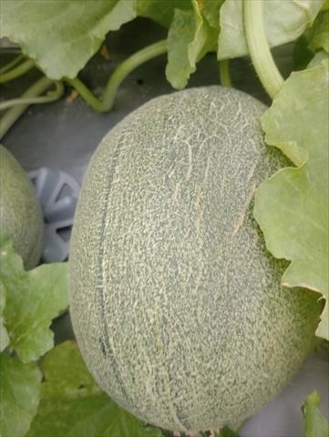 甜瓜 產品圖片（產品編號 710115）