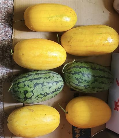 西瓜 產品圖片（圖片編號 997742）