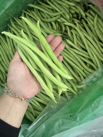 四季豆(菜豆) 產品圖片（圖片編號 997755）