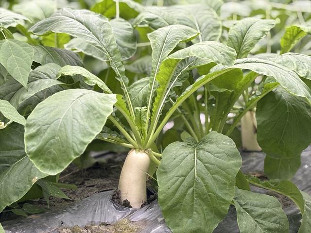 蘿蔔(白蘿蔔,菜頭) 產品圖片（圖片編號 997764）
