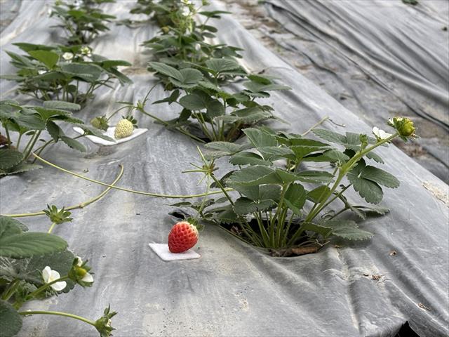 草莓 產品圖片（圖片編號 997767）